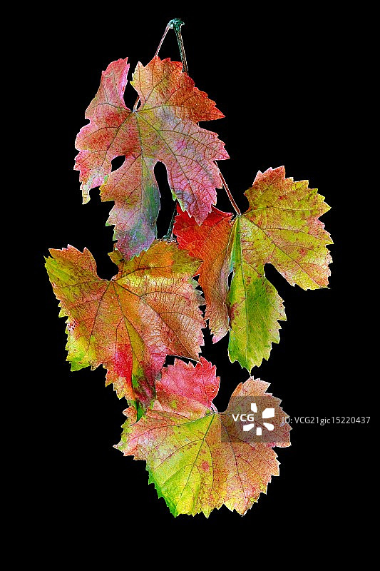 秋季葡萄叶图片素材