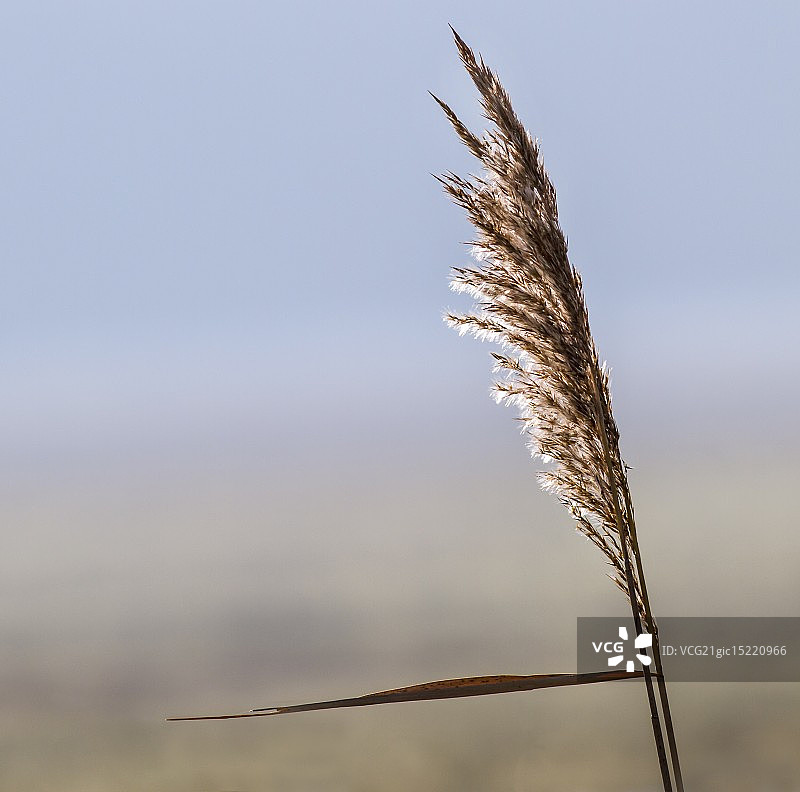 冬季芦苇（芦苇）图片素材