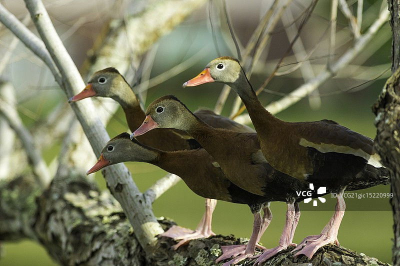 树上的四只鸭子图片素材