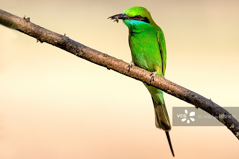 绿色蜂虎与蜜蜂图片素材