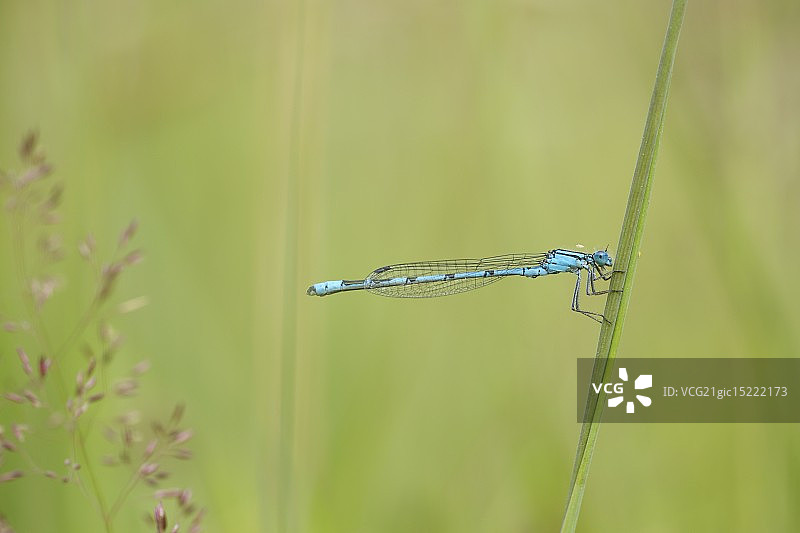 蓝色豆娘图片素材