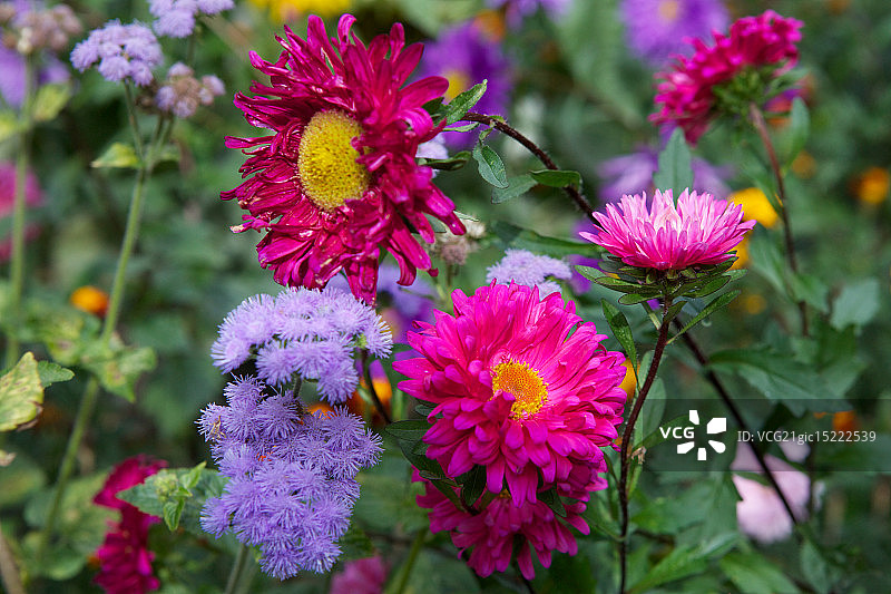 秋季翠菊图片素材