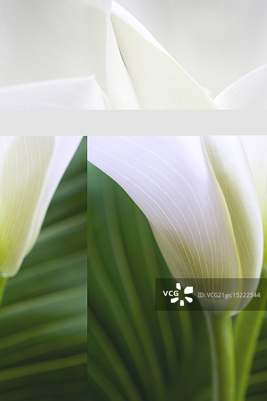 白色马蹄莲图片素材