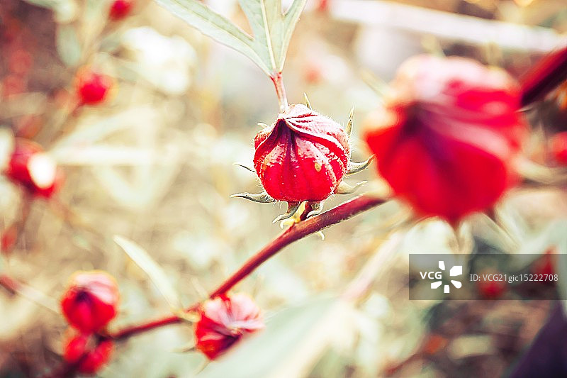 洛神花图片素材