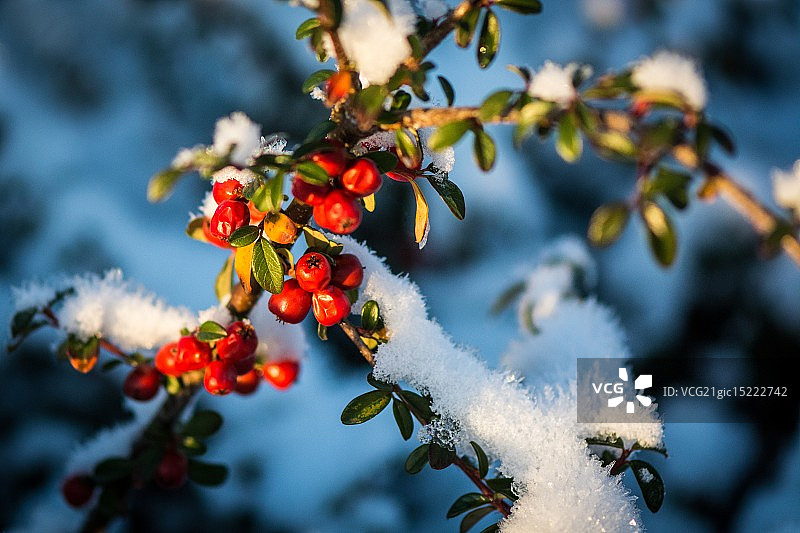 栒子树图片素材