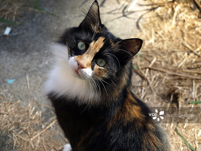 Smoosha猫图片素材