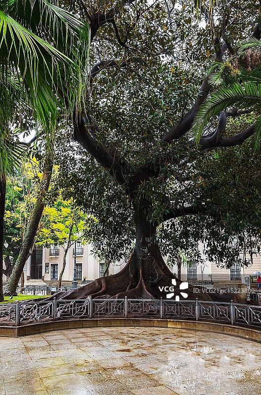 加的斯圣诞树图片素材