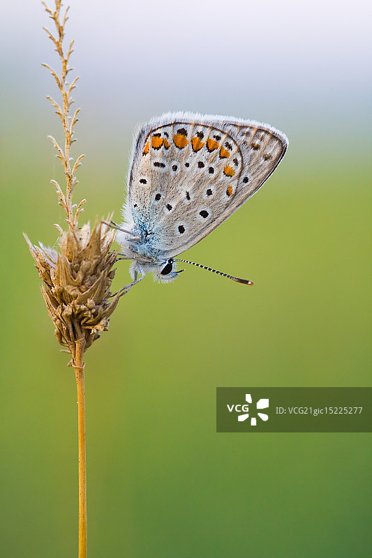 欧洲多眼灰蝶图片素材