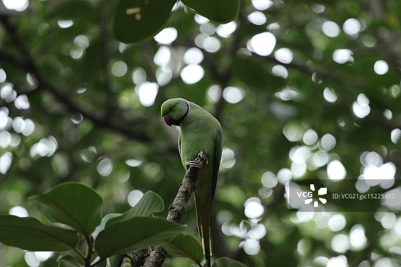 我是变色龙吗？图片素材