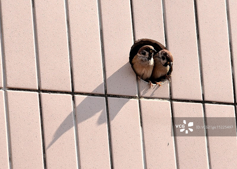 有长长阴影的小鸟图片素材