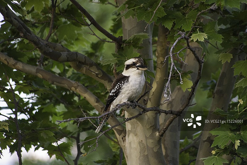 笑翠鸟图片素材