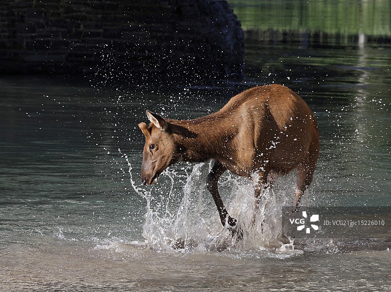 弓形地带嬉戏的麋鹿幼崽图片素材