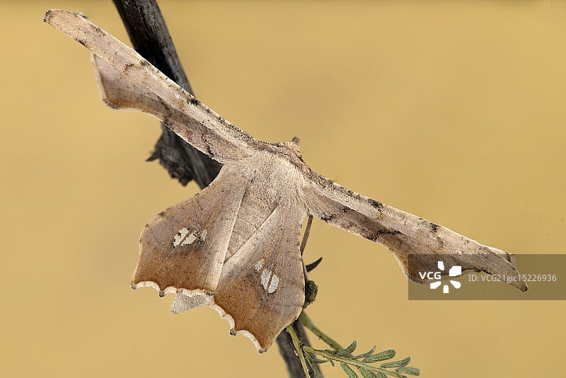 Coenina dentataria - 尺蛾科图片素材