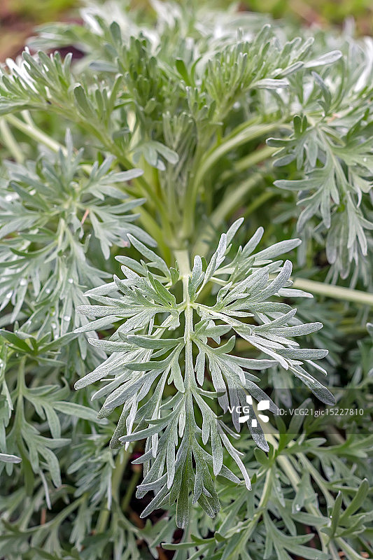 山艾树图片素材