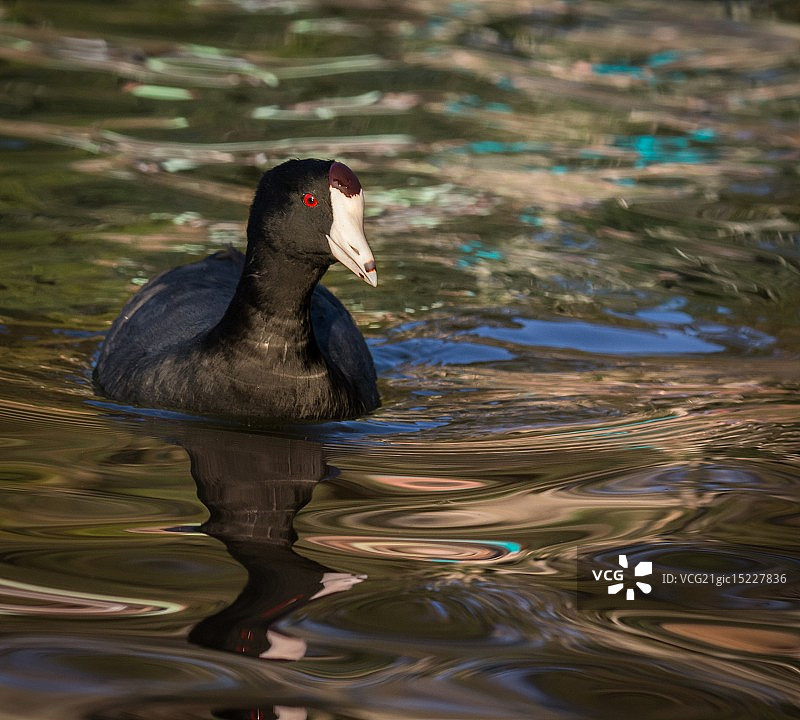 快乐的骨顶鸡图片素材