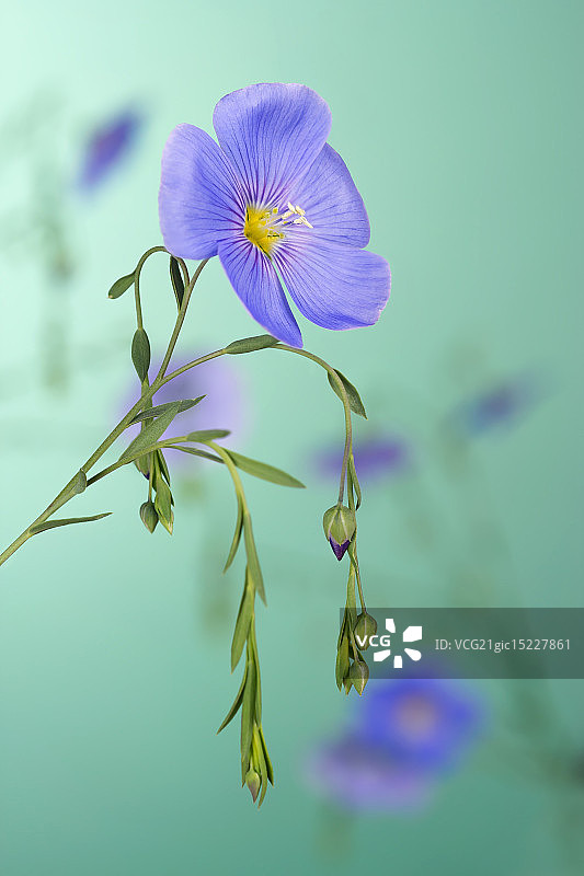 亚麻花图片素材