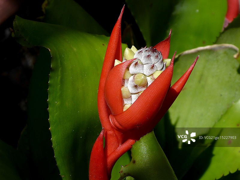 凤梨科花卉（未知品种）图片素材