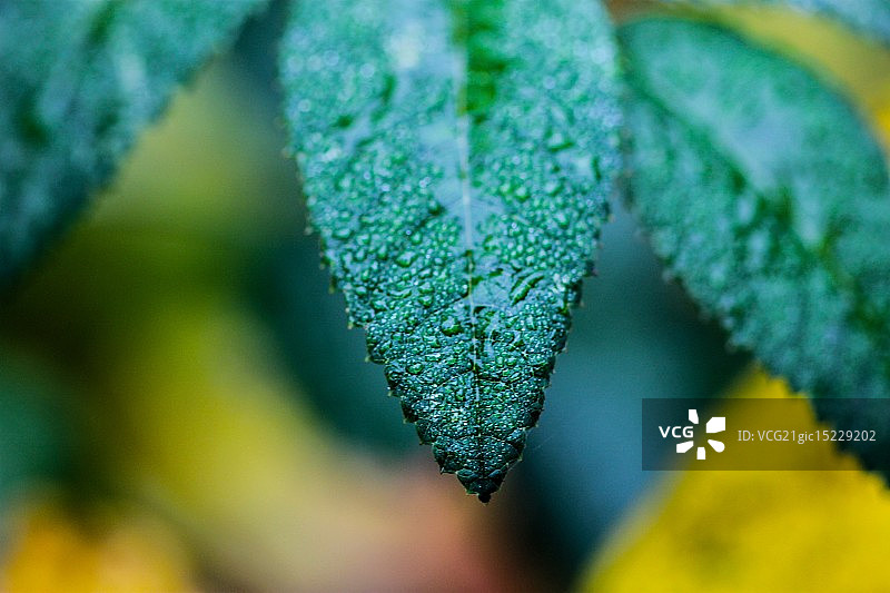 湿透的绿叶图片素材