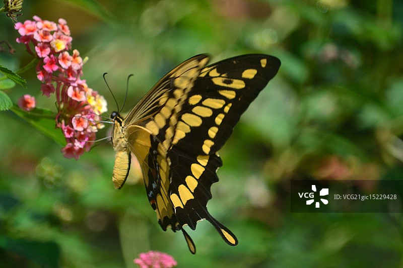 假巨型燕尾蝶图片素材