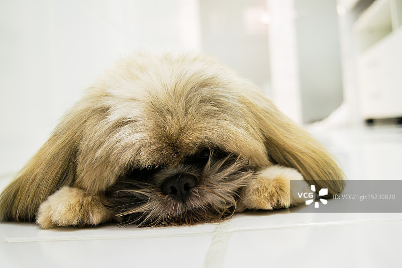 猫王，西施犬图片素材