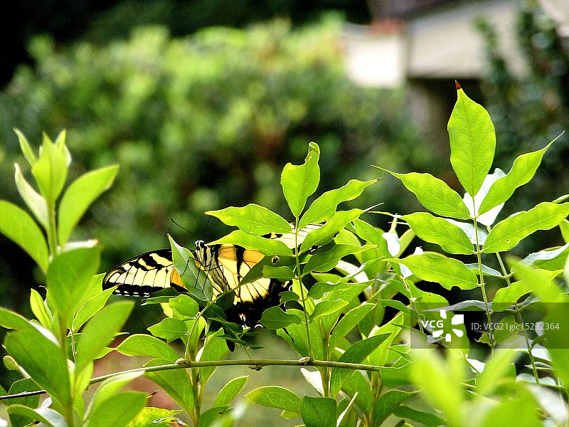 虎凤蝶图片素材
