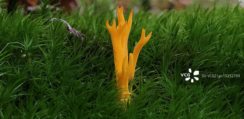 金色叉子图片素材