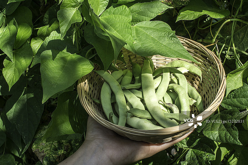 四季豆图片素材