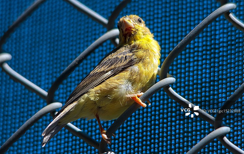 美国金翅雀图片素材