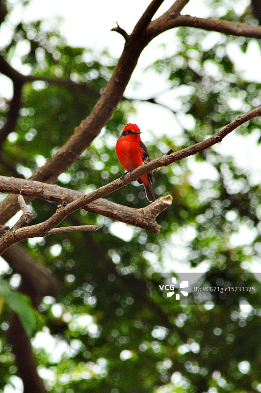 桑格雷托罗鹟图片素材