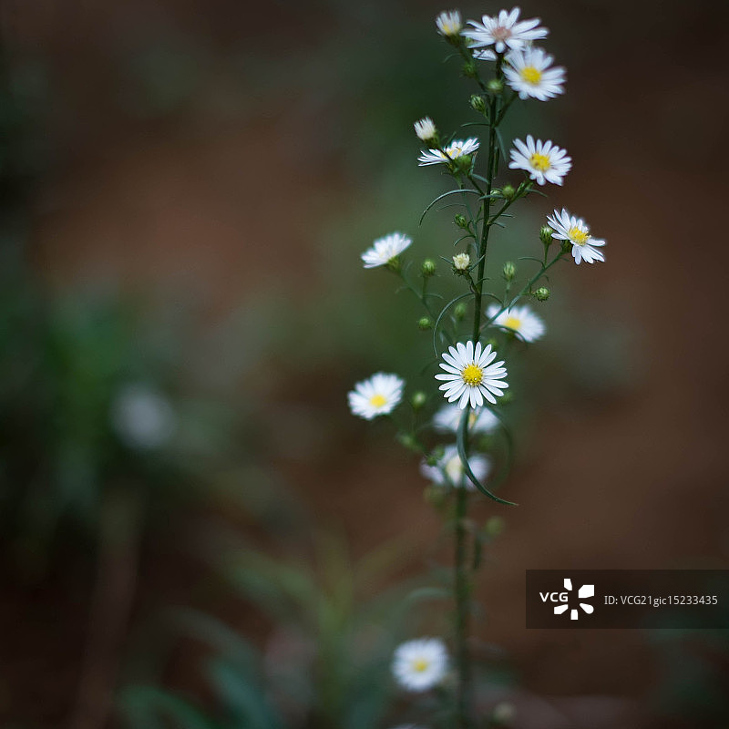 满天星图片素材
