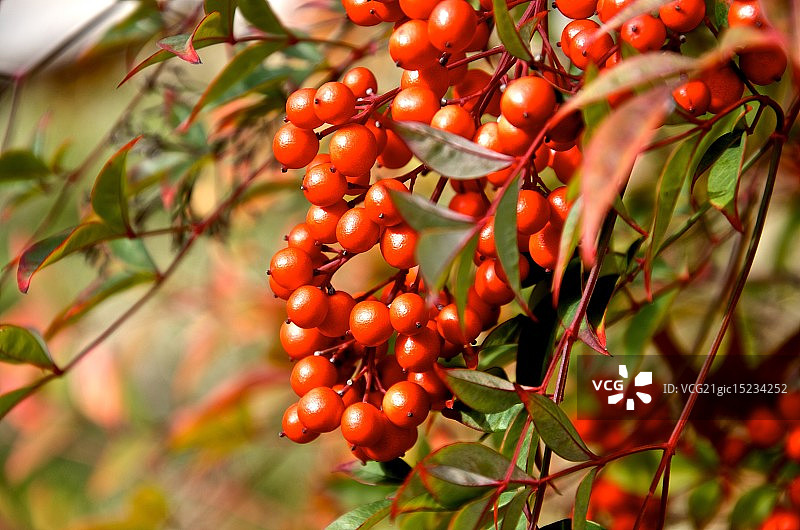 美洲紫珠图片素材