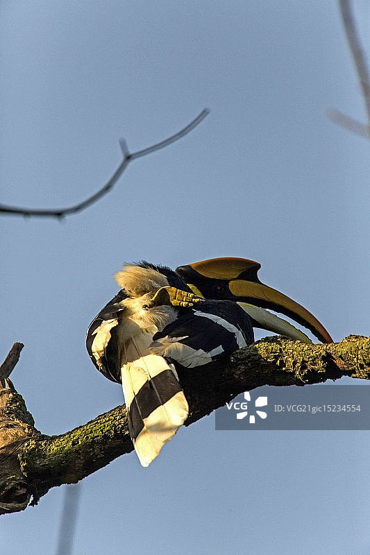伸展身体的盔犀鸟图片素材