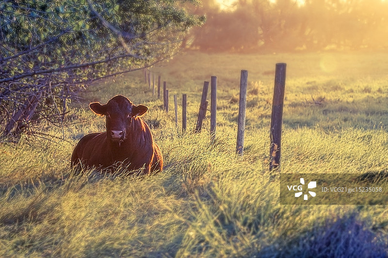 日落与公牛图片素材