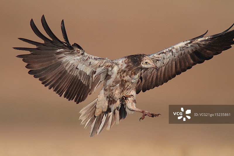 埃及秃鹫降落图片素材