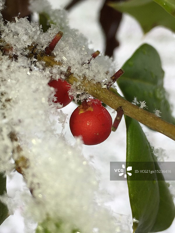 雪地里的冬青浆果图片素材