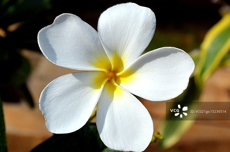 白色开花植物特写图片素材