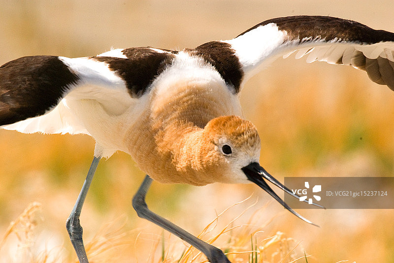 反嘴鹬图片素材