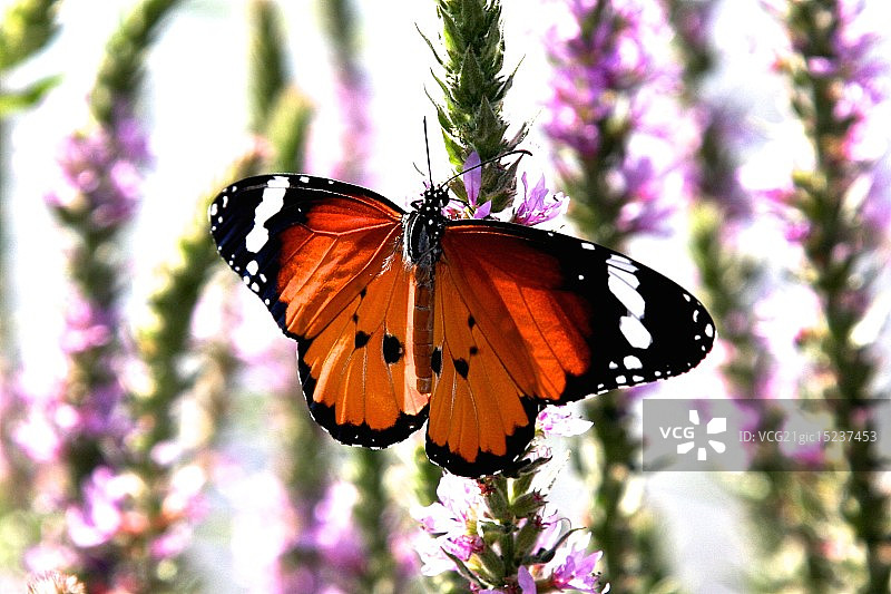 黑脉金斑蝶图片素材