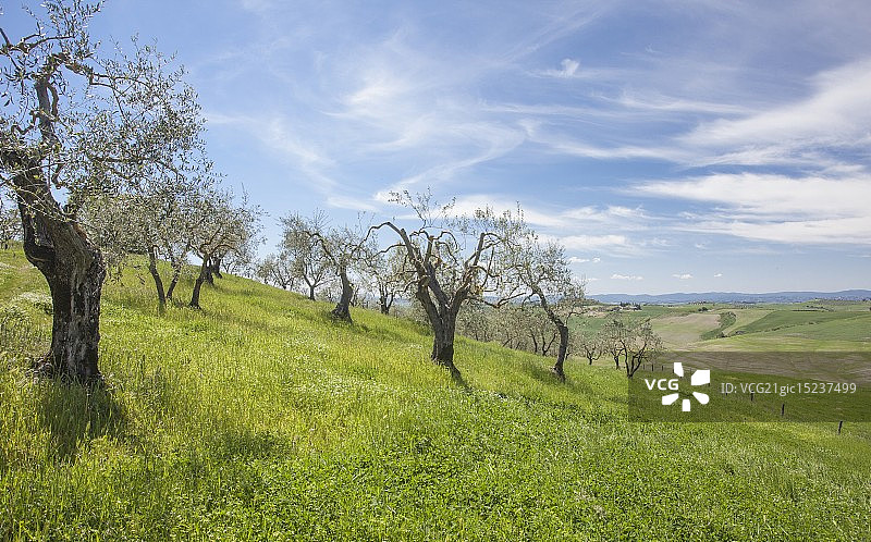 橄榄园图片素材