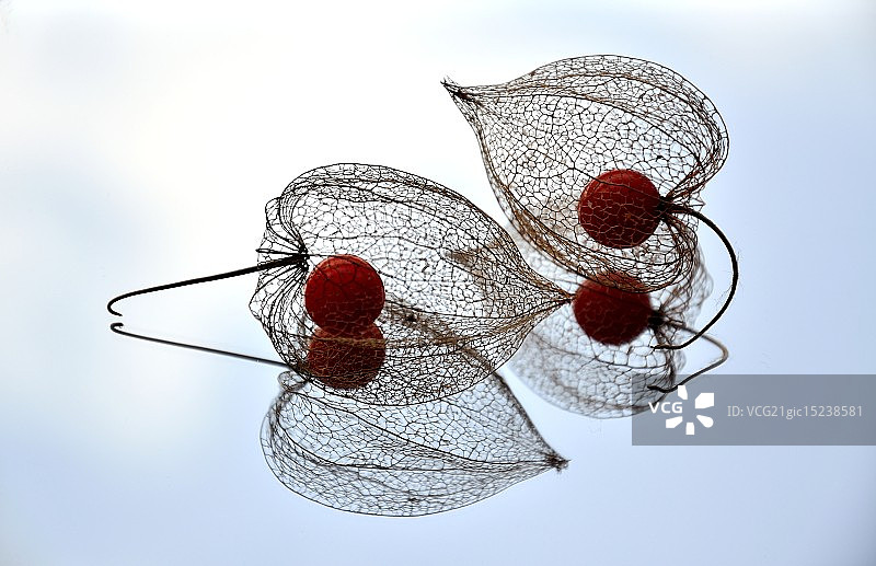 红灯笼果图片素材