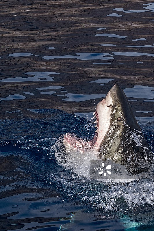 鲨鱼袭击图片素材