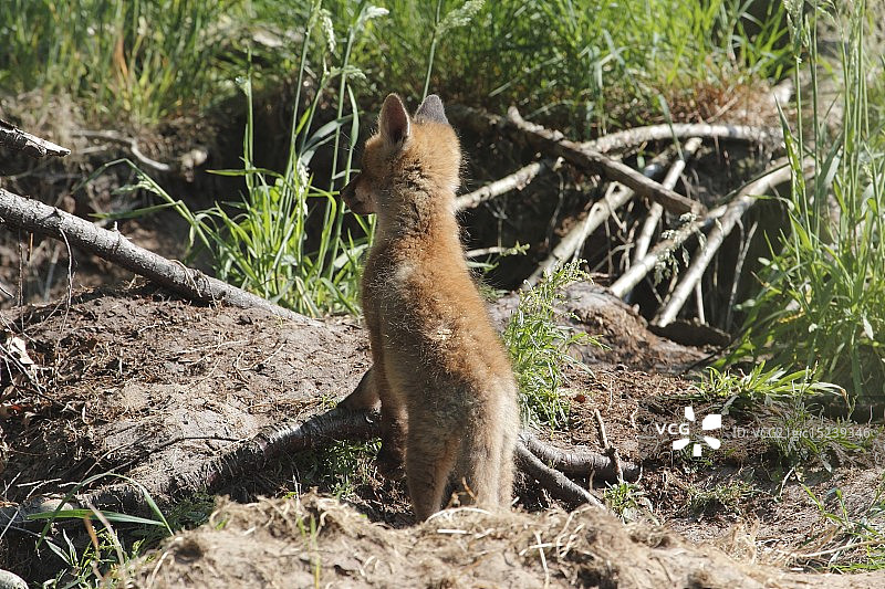 荷兰幼狐图片素材