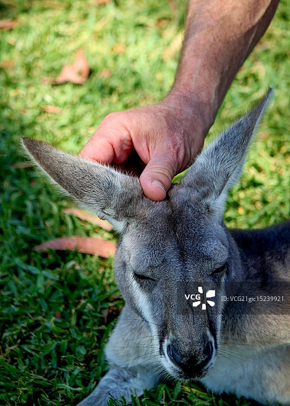 小沙袋鼠的爱图片素材