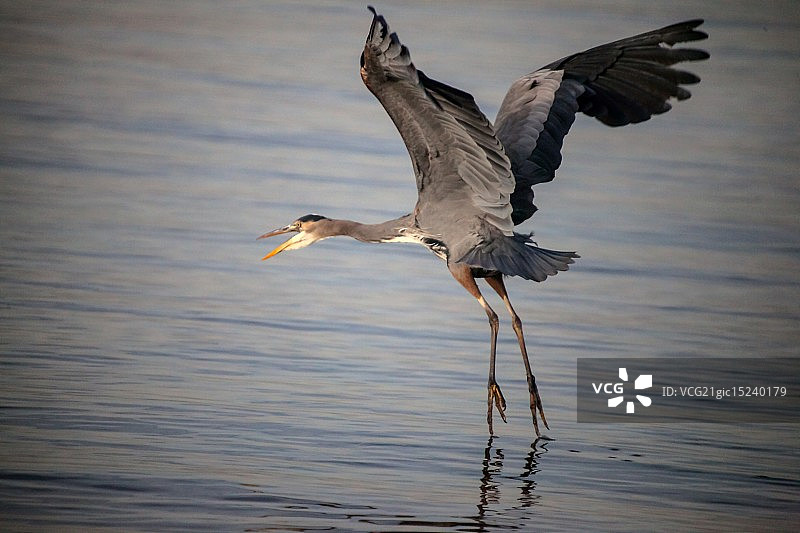 蓝鹭的翅膀图片素材
