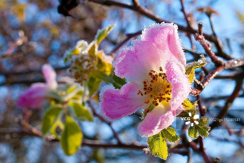 冰冻的野生玫瑰图片素材
