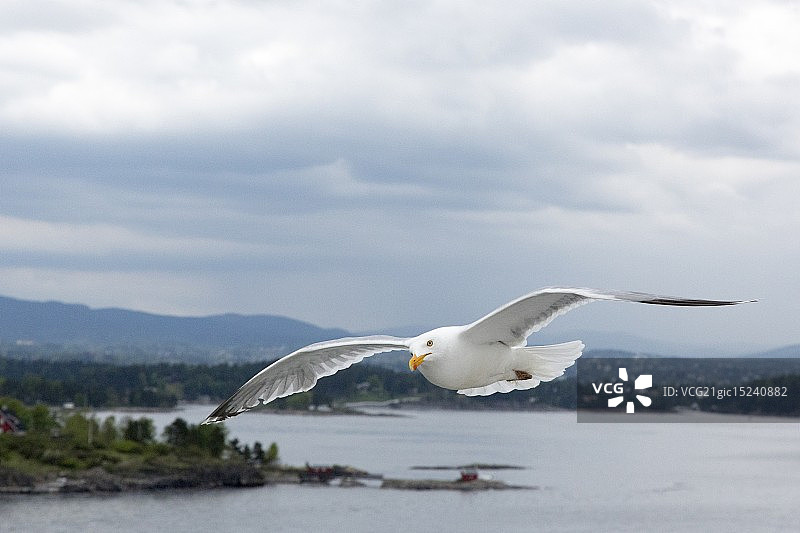 奥斯陆峡湾飞翔的海鸥图片素材