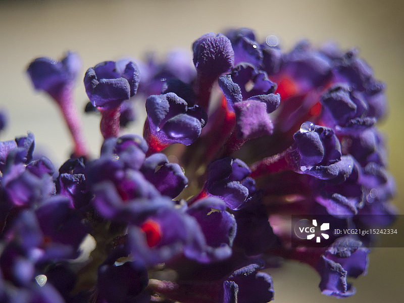 醉鱼草图片素材