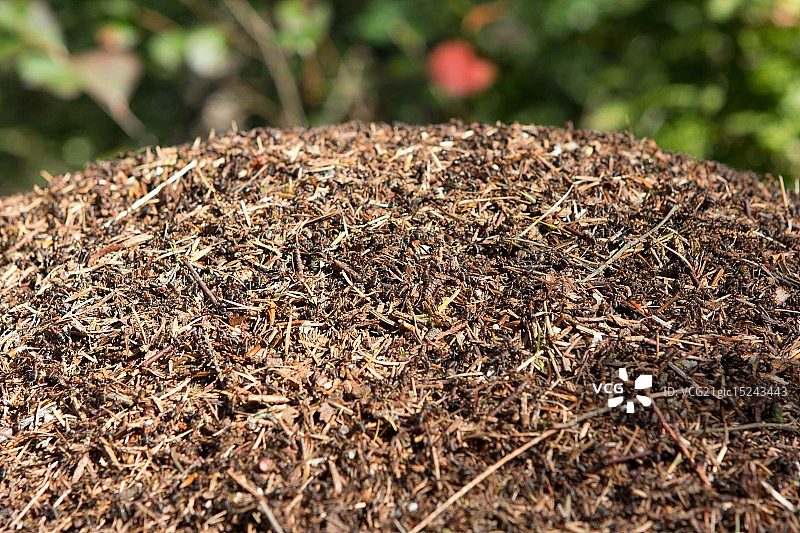 荷兰森林中的蚁丘图片素材