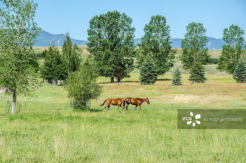 怀俄明州马球乡村风光图片素材