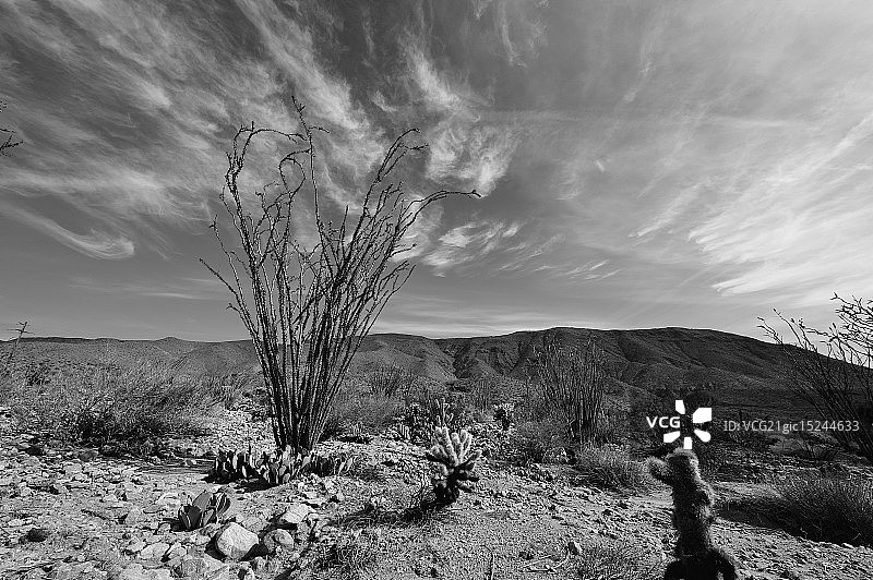 光棍树图片素材